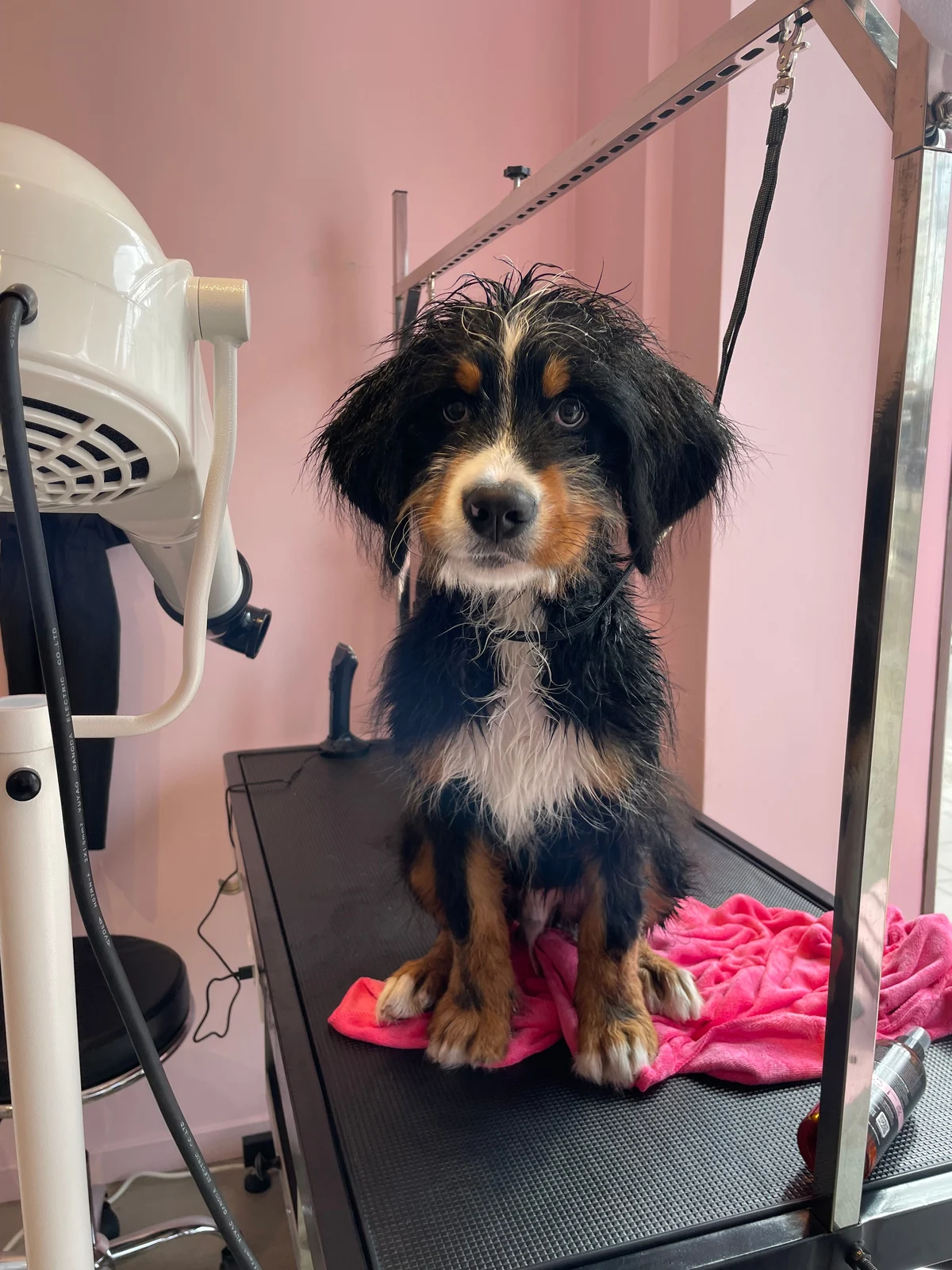 Berner sennen-valp på trimbordet efter badet