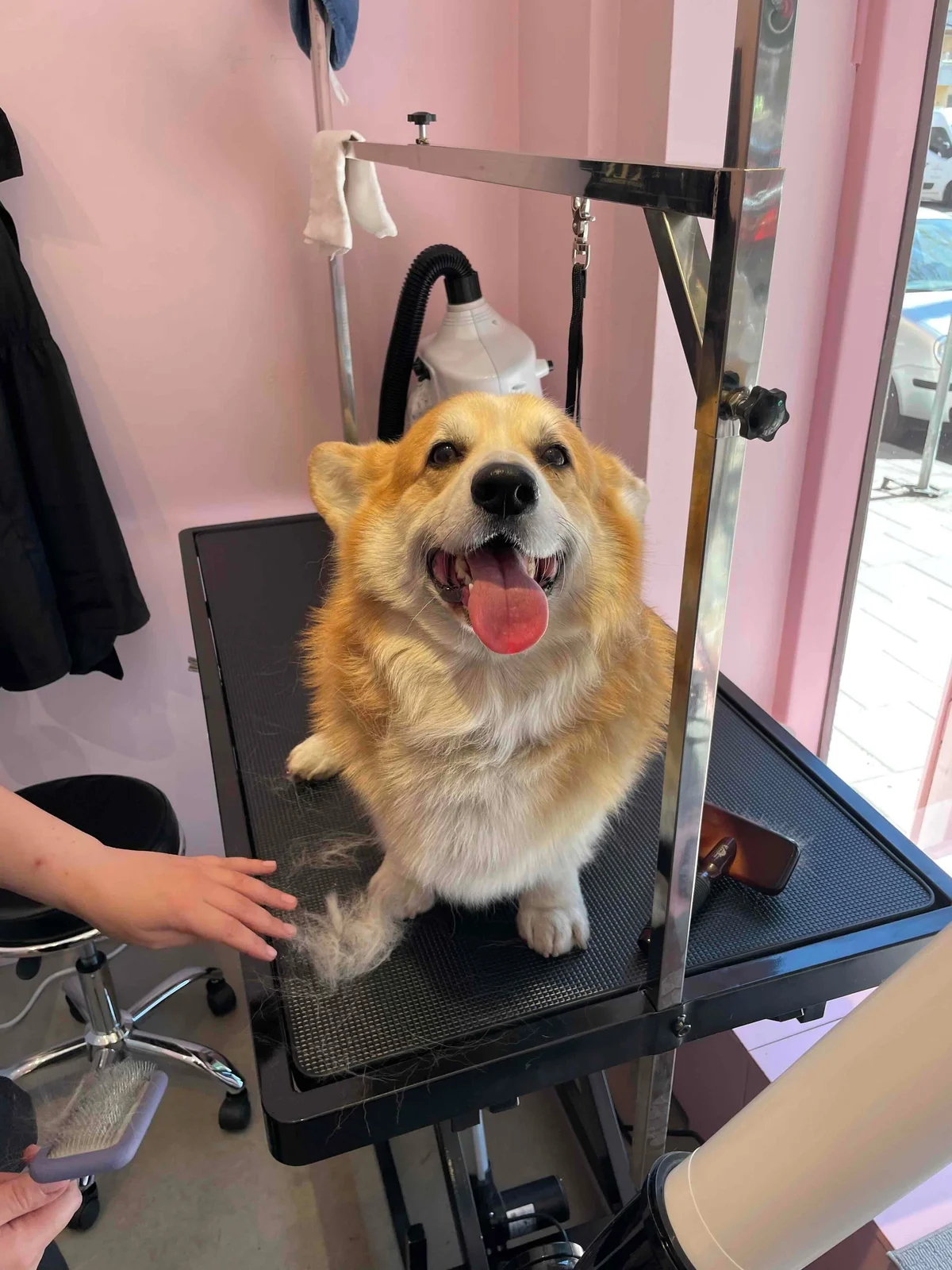 Glad corgi på trimbordet i Dog Bakerys hundspa
